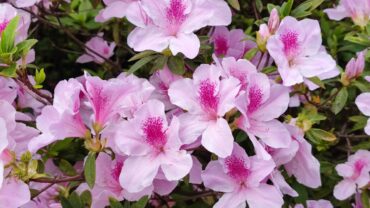 Rhododendron stekken: zo doe je het stap voor stap