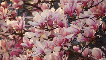 Magnolia stekken: zo doe je het stap voor stap