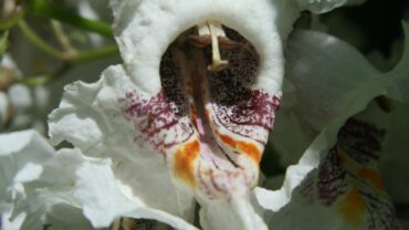 Catalpa niet snoeien: wanneer is dat de juiste keuze?