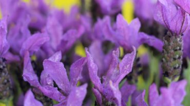 Lavendel stoechas snoeien: zo doe je het goed