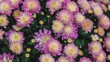 Asters zaaien: zo doe je het stap voor stap