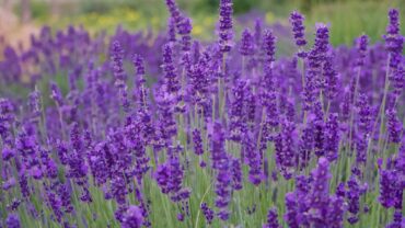 Lavendel snoeien in februari: wanneer het kan en hoe je het aanpakt