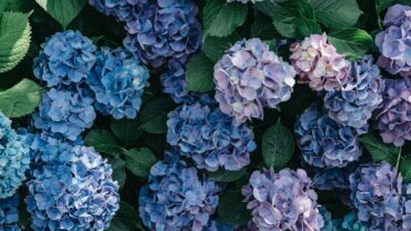 Uitgebloeide bloemen van de hortensia snoeien: zo doe je het goed