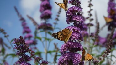 Vlinderplant stekken: zo doe je het stap voor stap