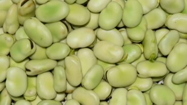 Tuinbonen zaaien: welke kant moet de boon naar boven?