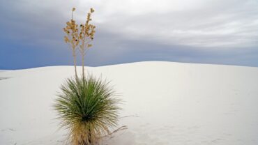 Yucca filamentosa snoeien: zo doe je het goed