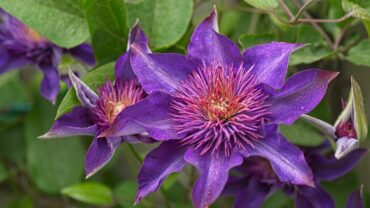 Clematis stekken op water: zo doe je het stap voor stap