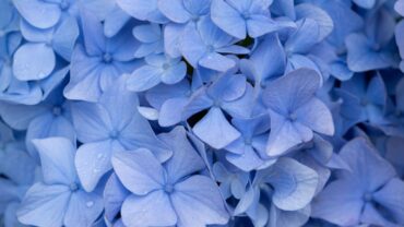 Stamhortensia snoeien: zo doe je het goed en op het juiste moment