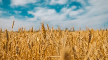 Zomertarwe zaaien: het juiste moment en de beste aanpak