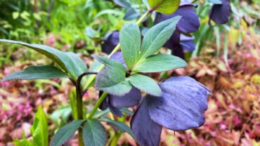 Helleborus zaaien: zo doe je het stap voor stap