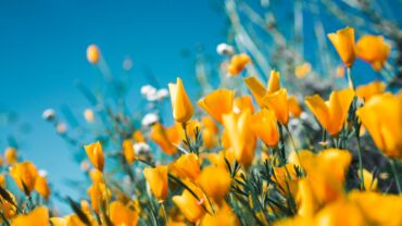 Zomerbloemen zaaien: zo doe je het stap voor stap