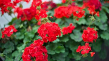 Geranium zaaien: zo doe je het stap voor stap