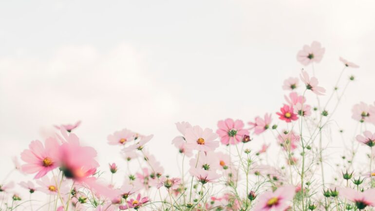 Cosmea zaaien in volle grond: zo doe je het stap voor stap