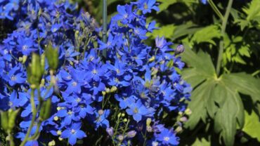 Delphinium zaaien: zo doe je het stap voor stap