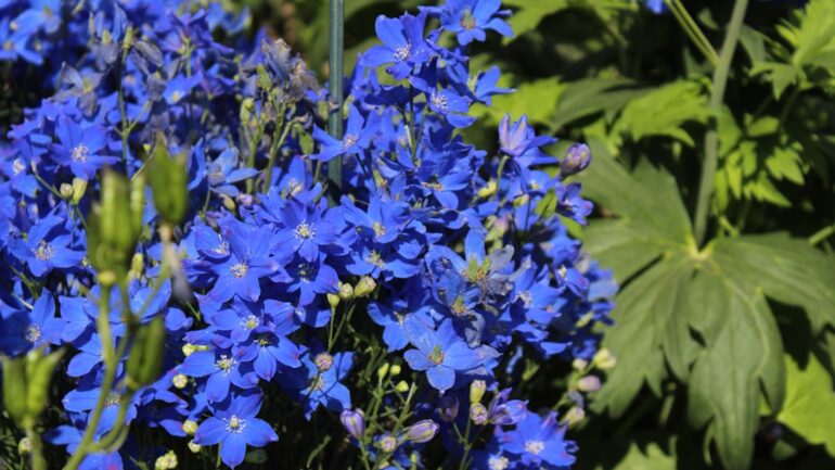 Delphinium zaaien: zo doe je het stap voor stap