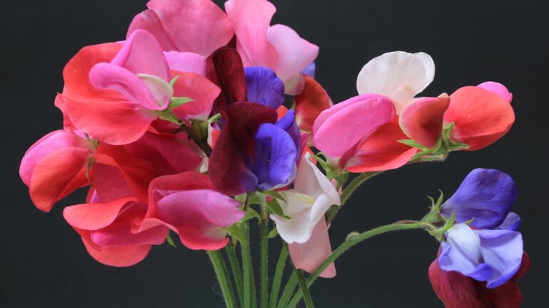 Vaste lathyrus zaaien: zo doe je het stap voor stap