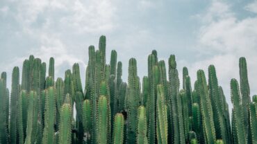 Lange cactus stekken: zo doe je het stap voor stap