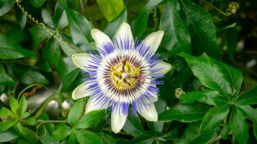 Passiebloem zaaien: zo doe je het stap voor stap