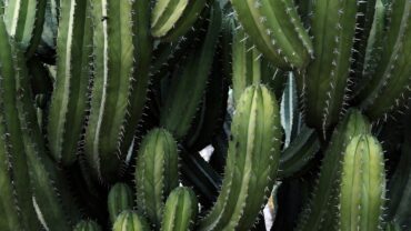 Rhipsalis stekken: zo doe je het stap voor stap