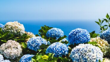Hortensia snoeien: wanneer en hoe per soort