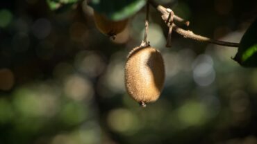 Kiwi stekken: zo doe je het stap voor stap