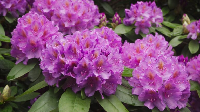 Rhododendron snoeien: zo doe je het stap voor stap