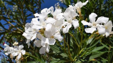 Oleander snoeien: zo doe je het stap voor stap