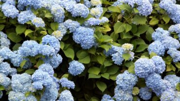 Klimhortensia snoeien: zo doe je het goed