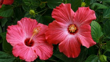 Hibiscus snoeien: wanneer en hoe doe je het goed?