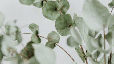 Eucalyptus stekken in water: zo doe je het (en dit zijn de valkuilen)