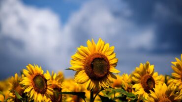 Hoe diep zonnebloemen zaaien? Zo doe je het goed