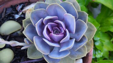 Echeveria stekken: zo doe je het stap voor stap
