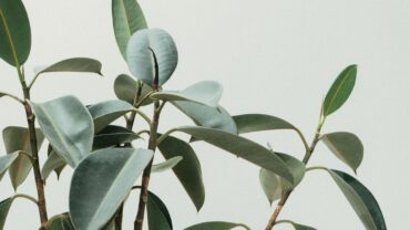 Ficus stekken in water: zo doe je het stap voor stap