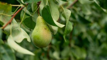 Perenboom snoeien: zo doe je het stap voor stap