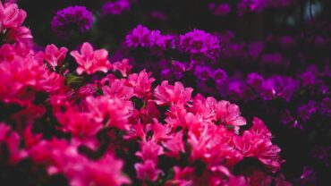 Azalea stekken: zo doe je het stap voor stap