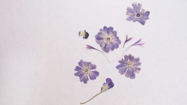 Droogbloemen zaaien: wanneer en hoe doe je het goed?