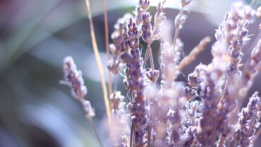 Lavendel snoeien: zo doe je het goed in voor- en najaar