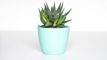 Succulenten stekken: zo doe je het stap voor stap