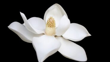 Magnolia snoeien: wanneer, hoe en wat je beter kunt laten