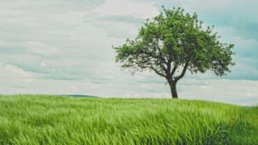 Appelboom snoeien: zo doe je het stap voor stap