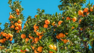 Fruitbomen snoeien: zo doe je het stap voor stap