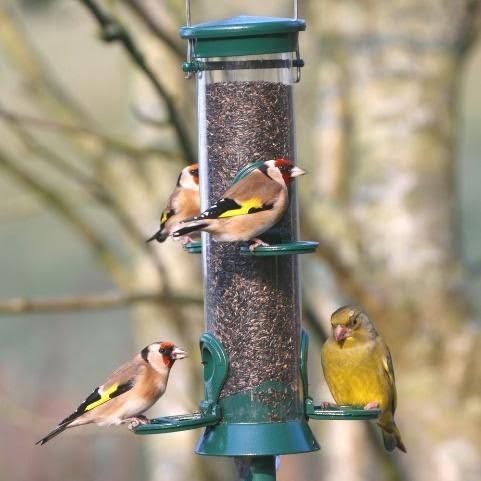 Zo maak je van jouw tuin een plek waar tuinvogels graag terugkomen