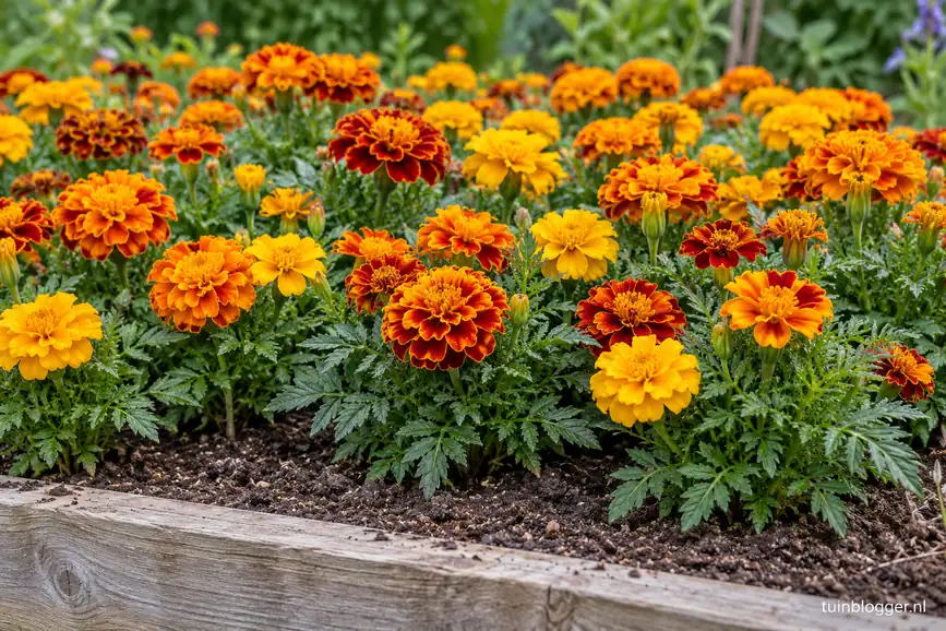 Afrikaantjes zaaien: lage afrikaantjes in een moestuinbed