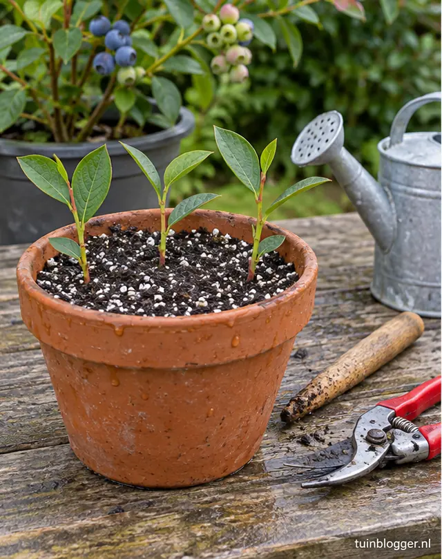Pot met drie stekken van blauwe bes in heidegrond met perliet