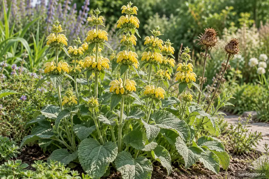Bloeiend brandkruid (Phlomis russeliana) met gele bloemkransen en grijsgroen blad in een border