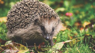 Egelvriendelijke tuin aanleggen met schuilplekken en een egelhuisje