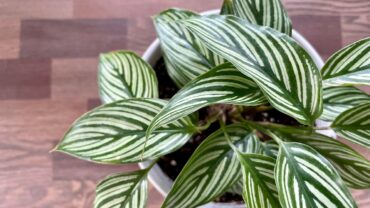 Calathea verzorging: zo houd je hem gezond en mooi