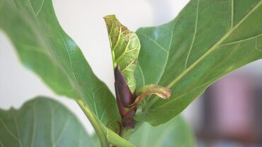 Ficus snoeien: zo doe je het goed