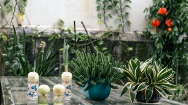Sanseveria bloei: wanneer het gebeurt en wat het betekent