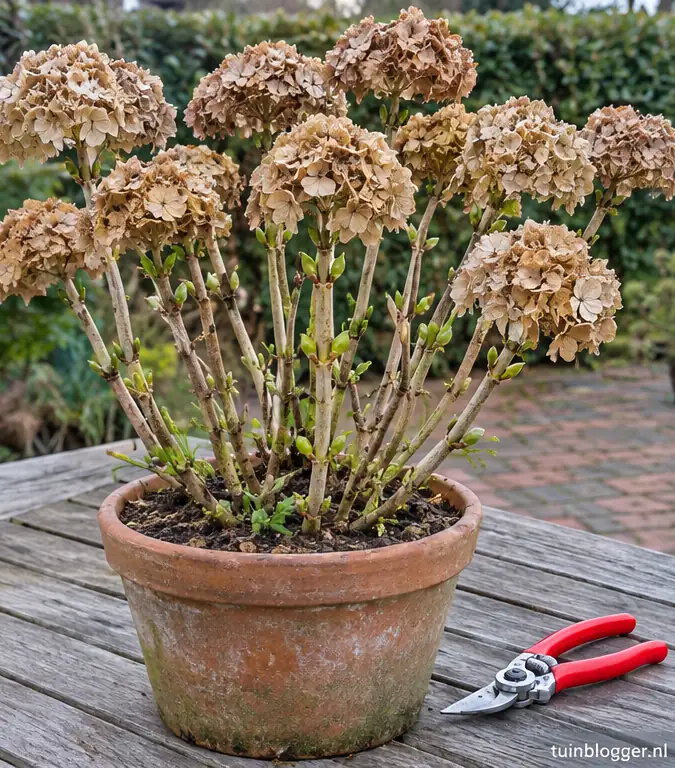 Boerenhortensia in het voorjaar met droge bloemen en groene knoppen
